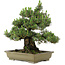 Pinus thunbergii Kotobuki, 60 cm, ± 30 jaar oud