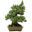 Pinus thunbergii Kotobuki, 60 cm, ± 30 jaar oud