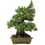 Pinus thunbergii Kotobuki, 60 cm, ± 30 years old