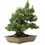 Pinus thunbergii Kotobuki, 60 cm, ± 30 años