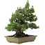 Pinus thunbergii Kotobuki, 60 cm, ± 30 jaar oud