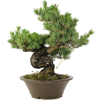 Pinus parviflora, 40 cm, ± 30 años