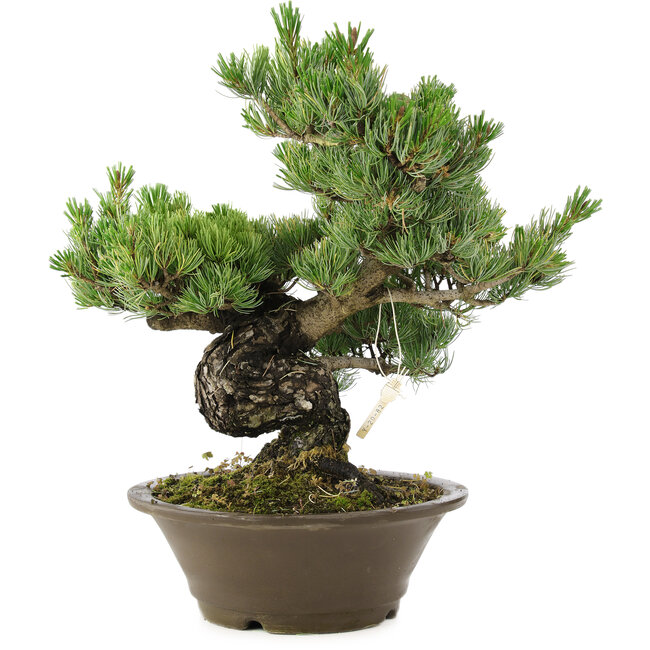 Pinus parviflora, 40 cm, ± 30 jaar oud