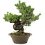 Pinus parviflora, 40 cm, ± 30 jaar oud