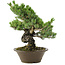 Pinus parviflora, 40 cm, ± 30 jaar oud