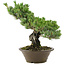 Pinus parviflora, 40 cm, ± 30 ans
