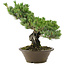 Pinus parviflora, 40 cm, ± 30 jaar oud