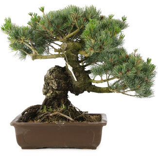 Pinus parviflora, 38 cm, ± 30 jaar oud