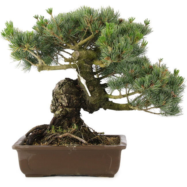 Pinus parviflora, 38 cm, ± 30 jaar oud