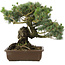 Pinus parviflora, 38 cm, ± 30 years old