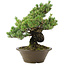 Pinus parviflora, 40 cm, ± 30 jaar oud