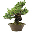 Pinus parviflora, 40 cm, ± 30 Jahre alt