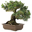 Pinus parviflora, 38 cm, ± 30 anni