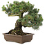 Pinus parviflora, 38 cm, ± 30 jaar oud