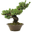 Pinus parviflora, 40 cm, ± 30 years old