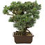 Pinus parviflora, 38 cm, ± 30 jaar oud