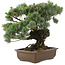 Pinus parviflora, 38 cm, ± 30 jaar oud