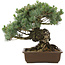 Pinus parviflora, 38 cm, ± 30 jaar oud