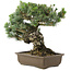 Pinus parviflora, 38 cm, ± 30 jaar oud