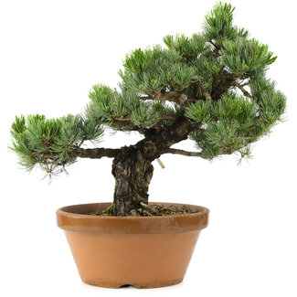 Pinus parviflora, 44 cm, ± 30 ans