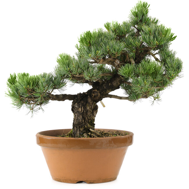 Pinus parviflora, 44 cm, ± 30 años