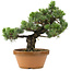 Pinus parviflora, 44 cm, ± 30 ans