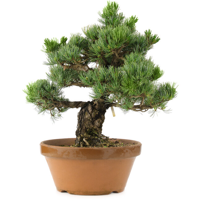 Pinus parviflora, 44 cm, ± 30 ans