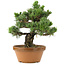 Pinus parviflora, 44 cm, ± 30 ans