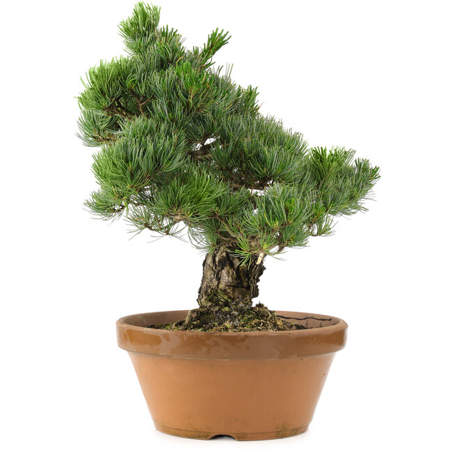 Pinus parviflora, 44 cm, ± 30 ans