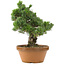 Pinus parviflora, 44 cm, ± 30 años