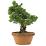 Pinus parviflora, 44 cm, ± 30 ans