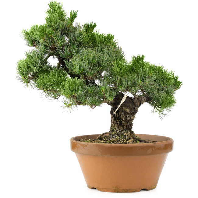 Pinus parviflora, 44 cm, ± 30 ans