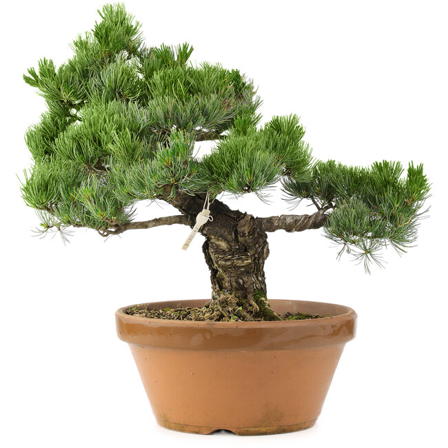 Pinus parviflora, 44 cm, ± 30 años