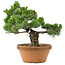 Pinus parviflora, 44 cm, ± 30 years old