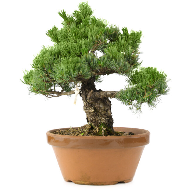 Pinus parviflora, 44 cm, ± 30 años