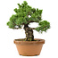 Pinus parviflora, 44 cm, ± 30 years old