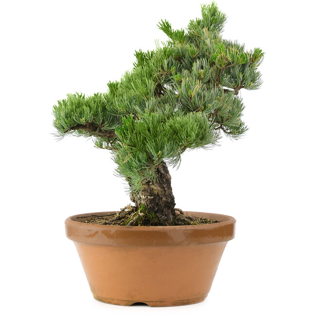 Pinus parviflora, 44 cm, ± 30 ans