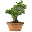 Pinus parviflora, 44 cm, ± 30 jaar oud
