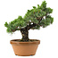 Pinus parviflora, 44 cm, ± 30 years old