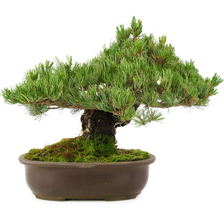 Pinus parviflora, 29 cm, ± 30 años