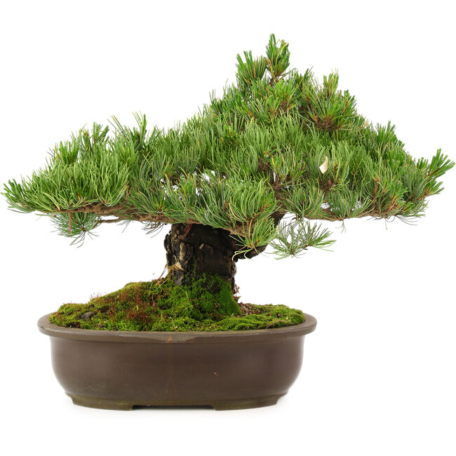 Pinus parviflora, 29 cm, ± 30 jaar oud