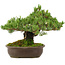 Pinus parviflora, 29 cm, ± 30 years old