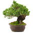 Pinus parviflora, 29 cm, ± 30 years old