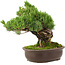 Pinus parviflora, 29 cm, ± 30 jaar oud