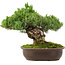 Pinus parviflora, 29 cm, ± 30 años
