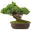 Pinus parviflora, 29 cm, ± 30 jaar oud