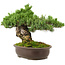 Pinus parviflora, 29 cm, ± 30 jaar oud