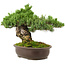 Pinus parviflora, 29 cm, ± 30 years old