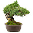 Pinus parviflora, 29 cm, ± 30 jaar oud