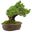 Pinus parviflora, 29 cm, ± 30 jaar oud